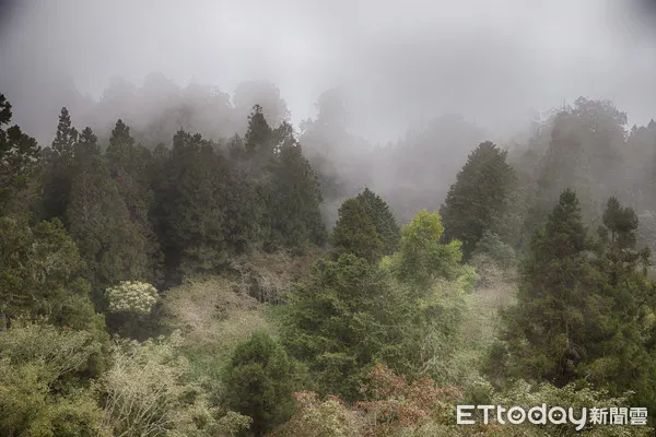 ▲▼阿里山,森林,國家風景區,森林遊樂區(圖/記者徐文彬攝)