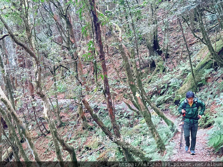 【谷關健行/住宿】谷關七雄老大。海拔2366公尺八仙山主峰。