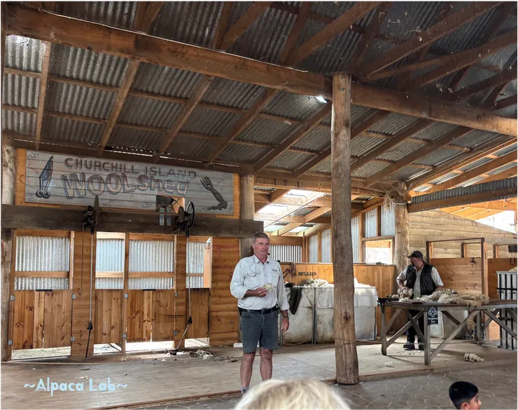 剃羊毛秀會介紹從100年前至今,他們剃羊毛的工具跟紀錄