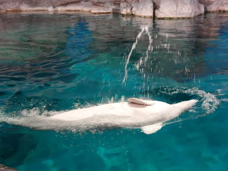 小白鯨在水面翻滾濺出水花的樣子有夠可愛！