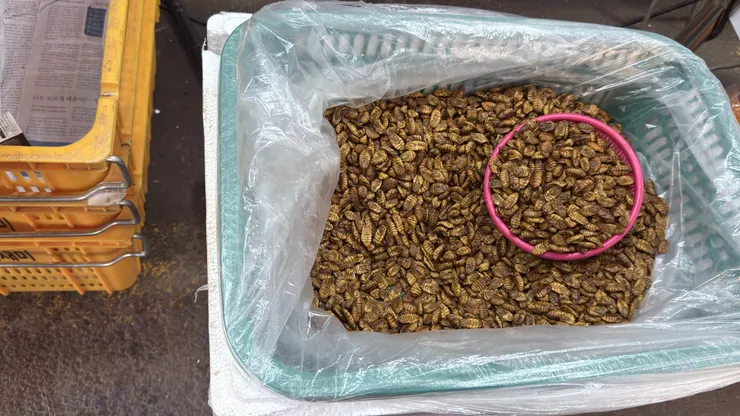 想買蜂蛹老闆不賣