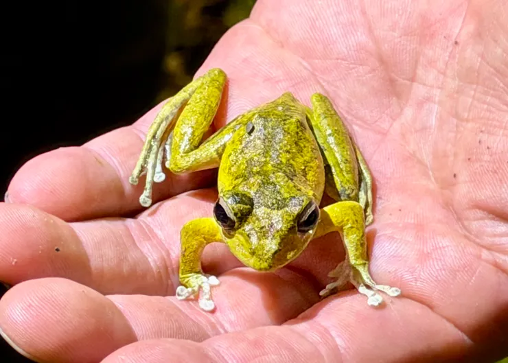 褐樹蛙（學名：Buergeria robusta）