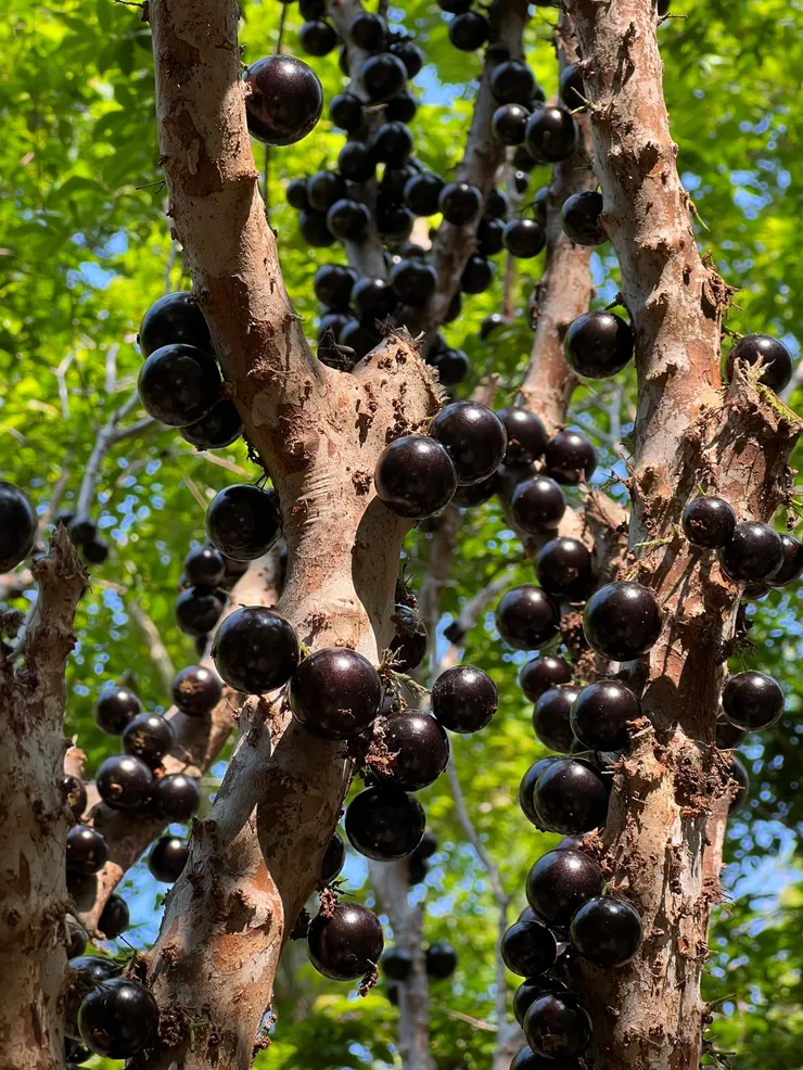 不知墨西哥有沒有「樹葡萄」?