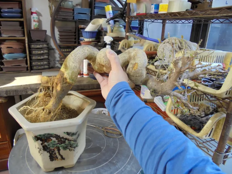 換土洗根與角度調正