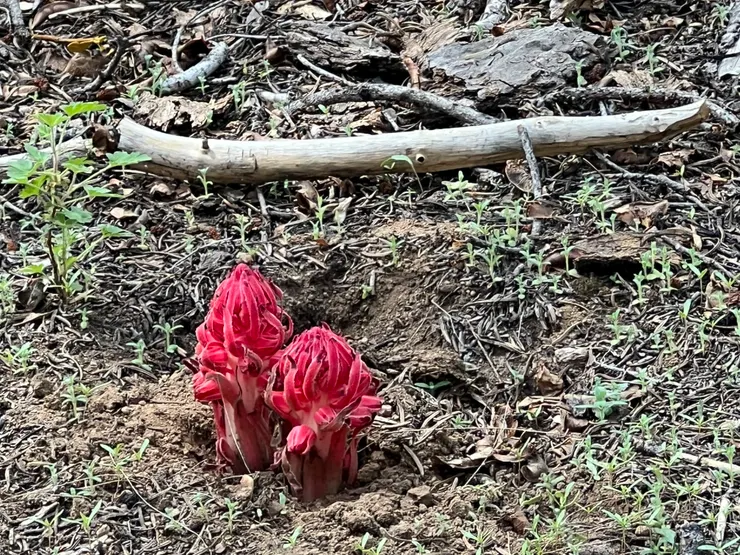 血晶蘭 （snow plants) ~ 加州