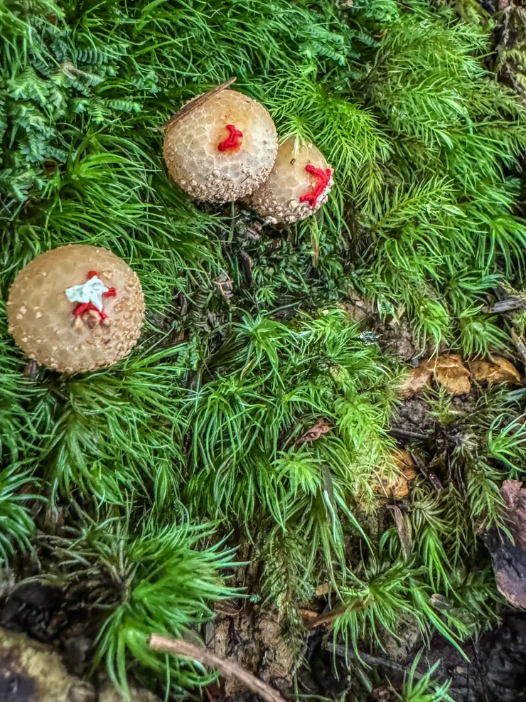 日本麗口包/口紅茸（夏～秋）生長於林地內的邊坡。孔口有紅色星狀。（資料來自：艾蜜莉的菇菇筆記）