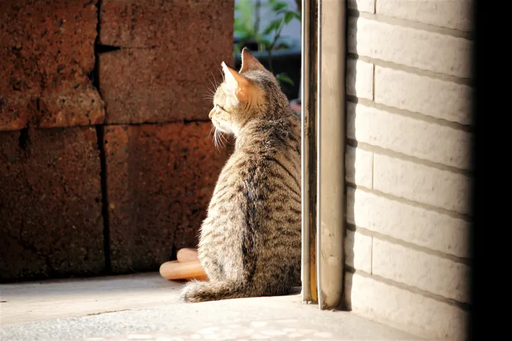 遇見妳是美好的