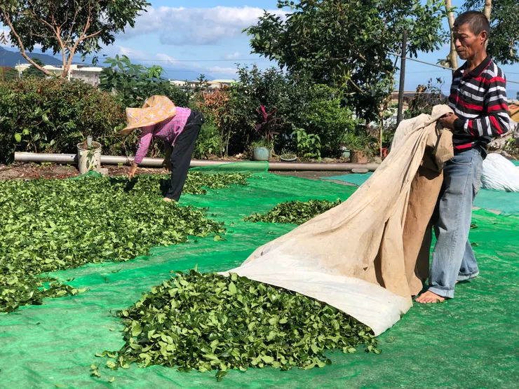 夏蟬孜孜茶園: 製茶師 謝滄濃 謝佳讌 曬茶菁 