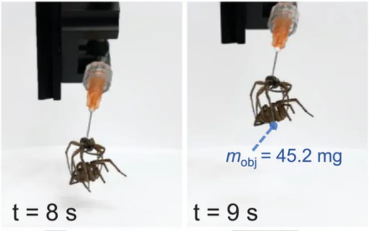 圖片取自期刊。