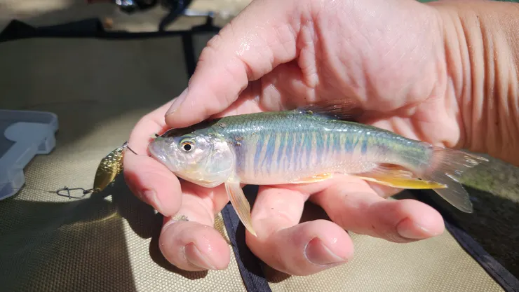 我覺得溪魚超美的。