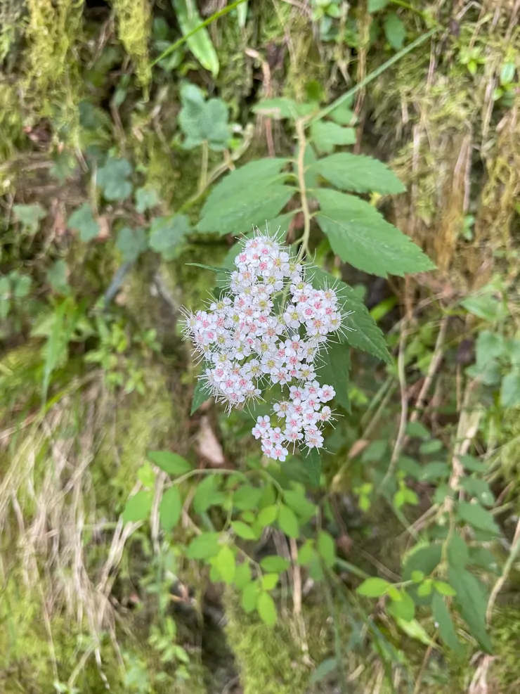 精選我最愛的不知名小花