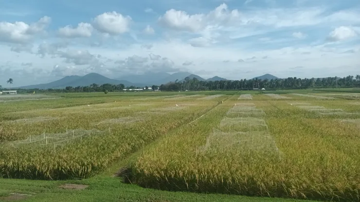國際稻米研究所連種四十年,每年種三期的實驗田