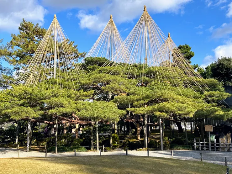 冬天金澤市內隨處可見防止被雪壓垮而特別用繩子撐起樹枝的「雪吊」