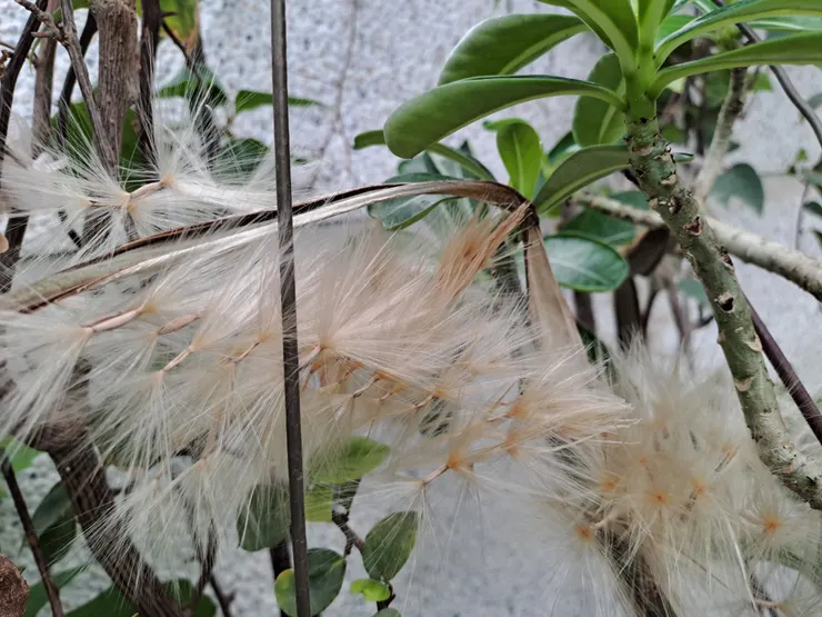 樹上佈滿了輕柔柔的羽毛
