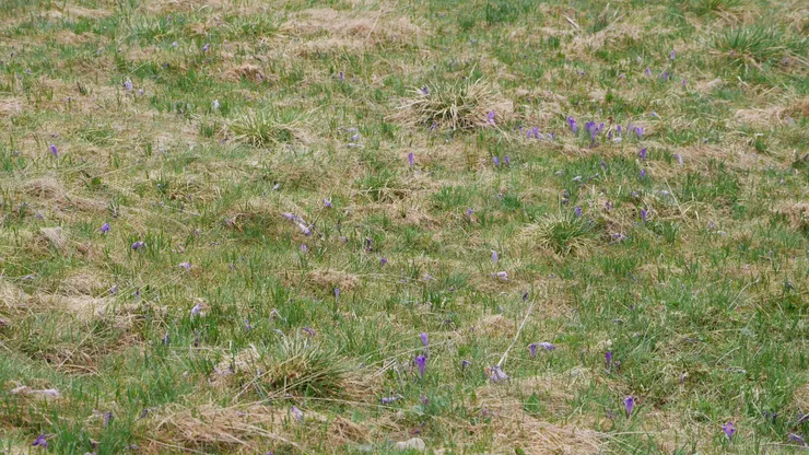 委靡不振的番紅花