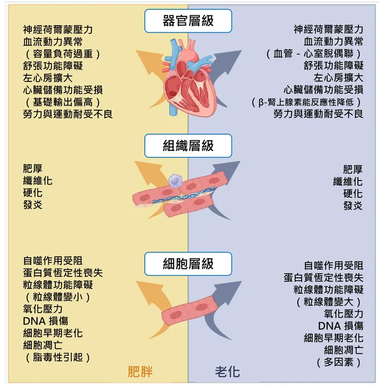 肥胖與老化所導致的不良心臟重構,在不同層次整合下的共同特徵
