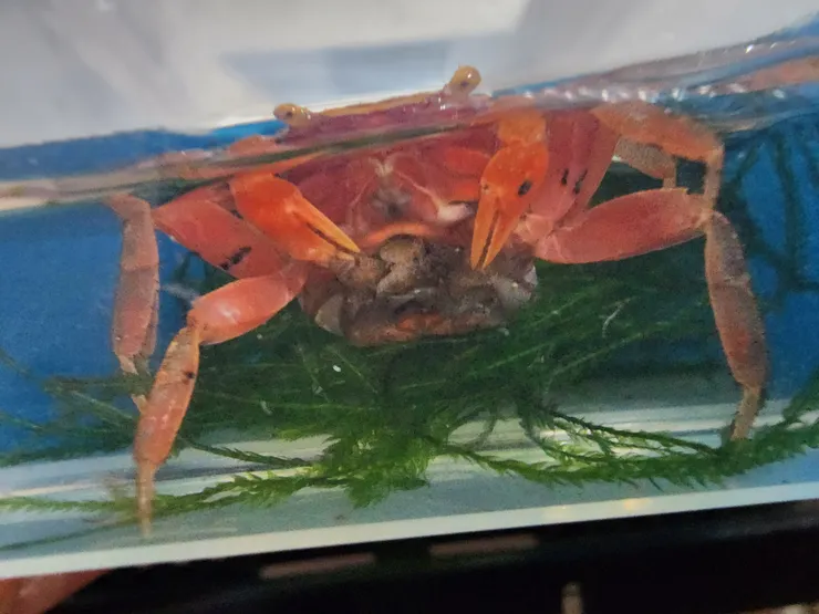 懷孕中的惡魔蟹