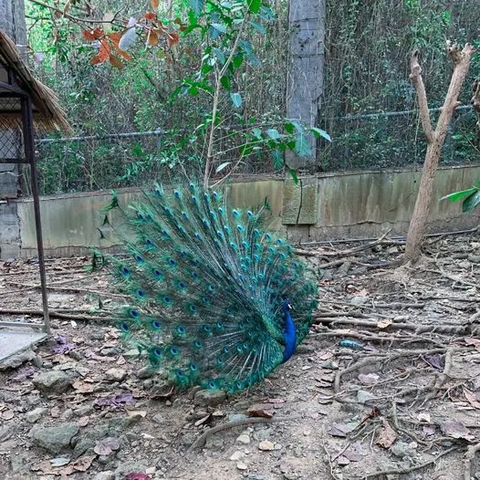 壽山動物園的孔雀