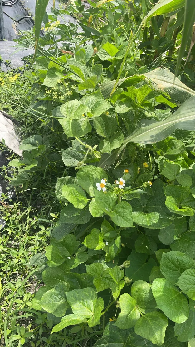 構間的植物們