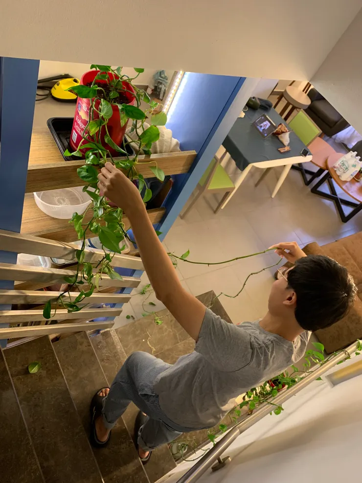 牆上黃金葛一世、PH 和 地上黃金葛一世。(2025/07/24)