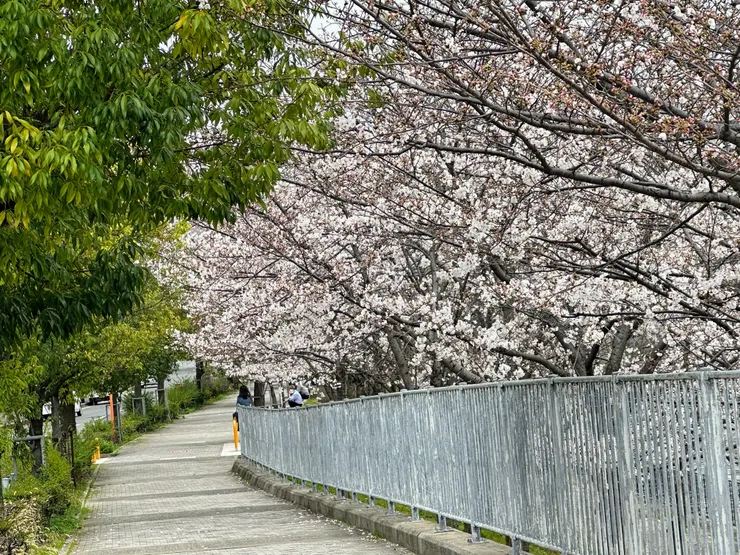 離開人的喧鬧，鬧中取靜的櫻花景色才是最美