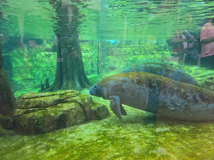 佛州的水族館裡都有海牛的身影