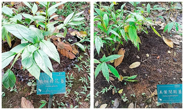 纖細舞花薑及美葉閉鞘薑