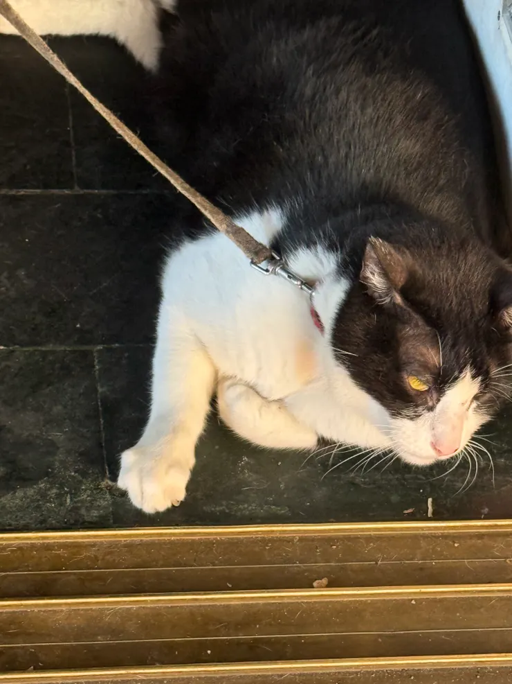 2025/09/08 路上給摸的貓