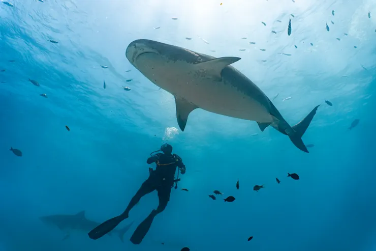 虎鯊潛水