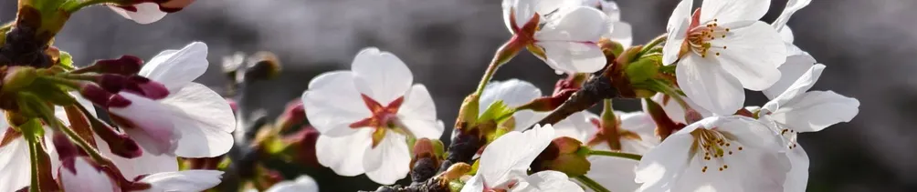微笑擁有五億小鈴鐺