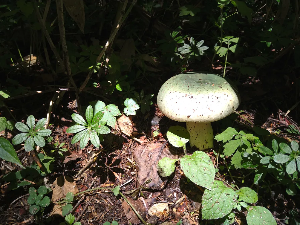 奇異博士 的奇幻旅程