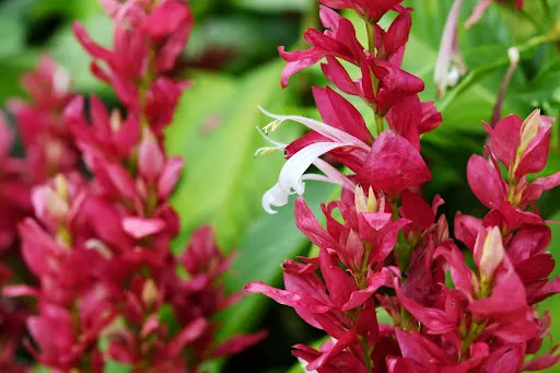 赤苞花（Megaskepasma erythrochlamys Lindau）