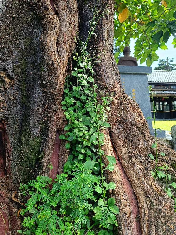 老麵包樹跟旁的小植物-4
