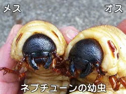 右邊為公蟲；左邊則是母蟲