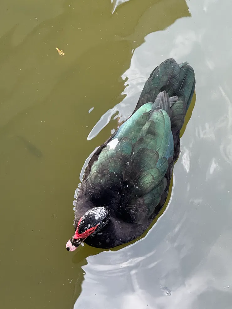 2026/04/20 鴨子游過來要吃東西