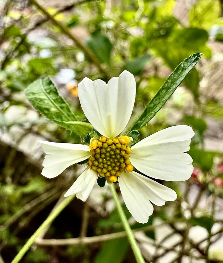 外圍白色的是＂舌狀花瓣＂