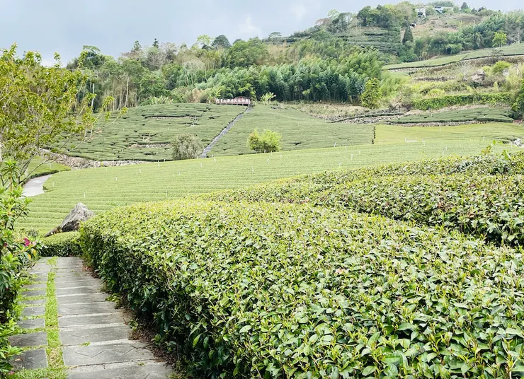 阿里山高山茶茶園