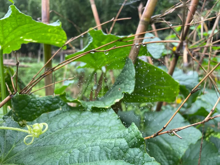 雨後蜘蛛網，像是結滿閃閃發光小水晶般