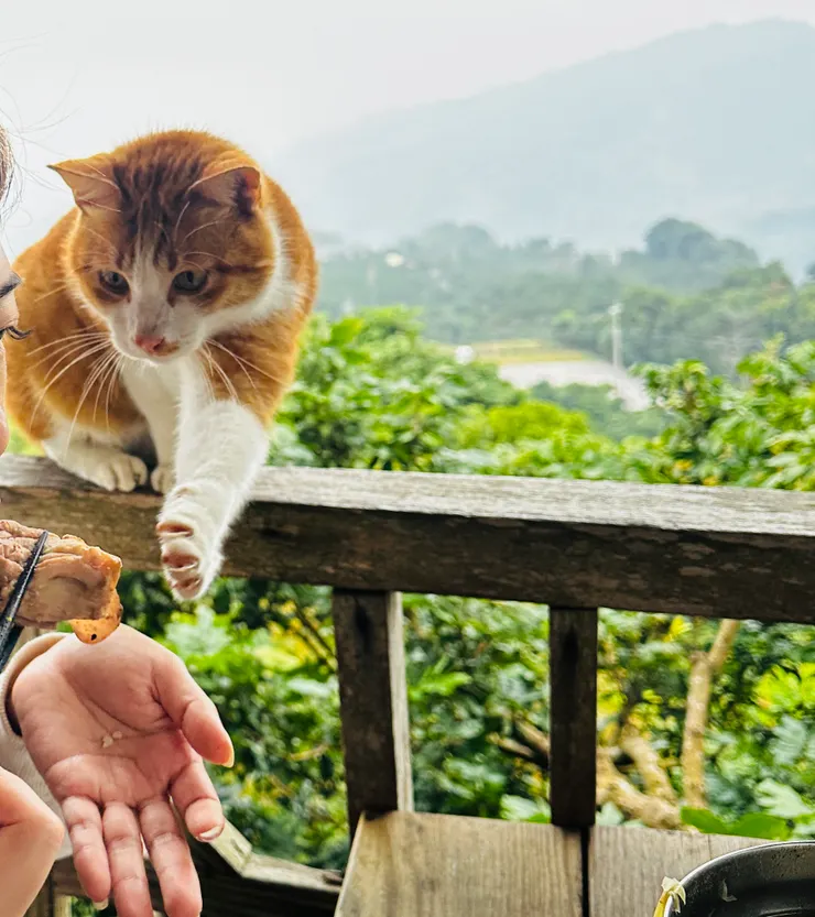 伸出肉球的橘貓