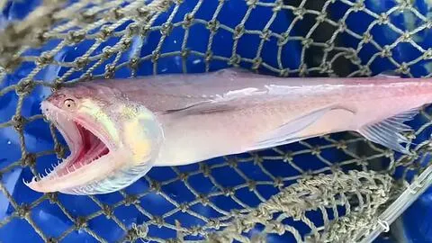 生猛的九肚魚