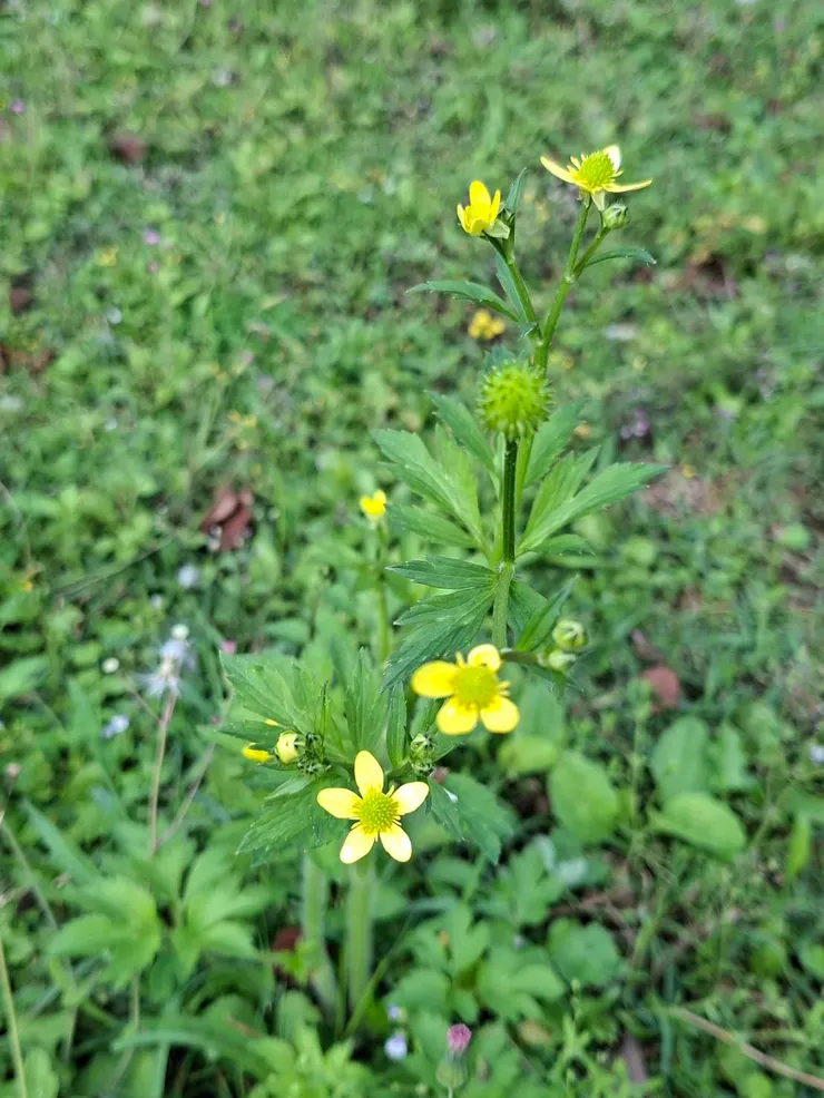 開著黃花的毛茛，葉子是不是很像芹菜呀？