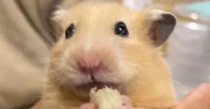 鬍渣爸的教育觀察站