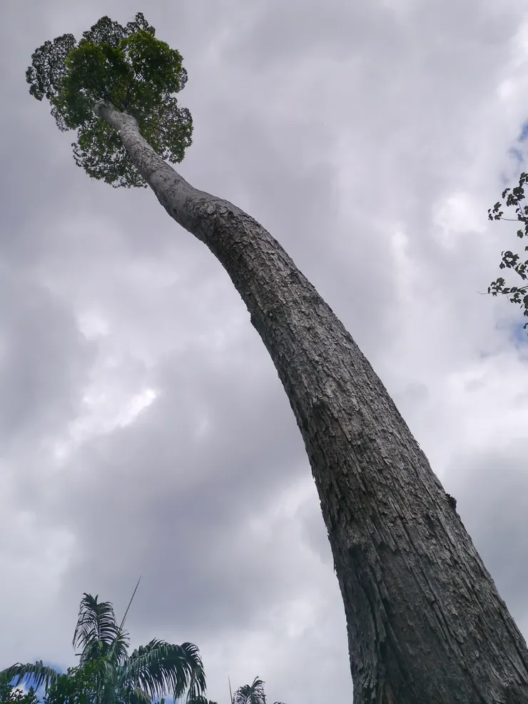 ▲這就是我們種的樹Kapur Puya。