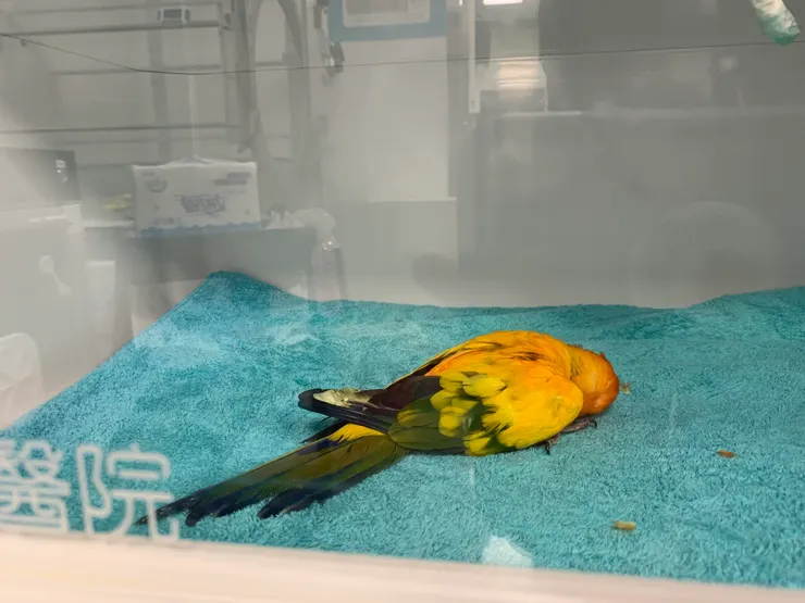 到院時畫面，路人甲太太跟我說救不活了