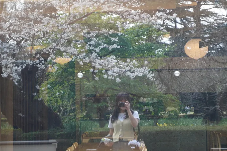 新宿御苑的櫻花倒影