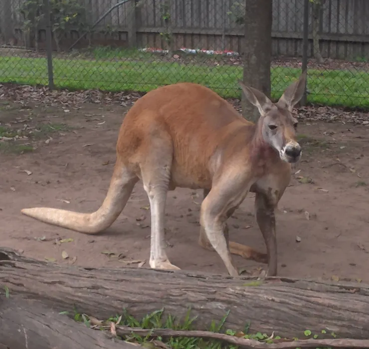 Long Pine Koala Sanctuary 布里斯本，25/11/09，有這種尾巴支撐應該是財務自由了吧！