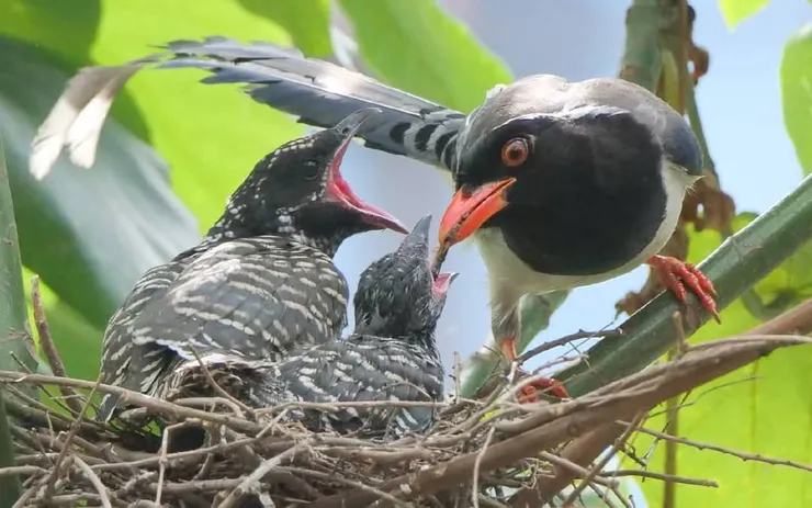 一人一條不偏心