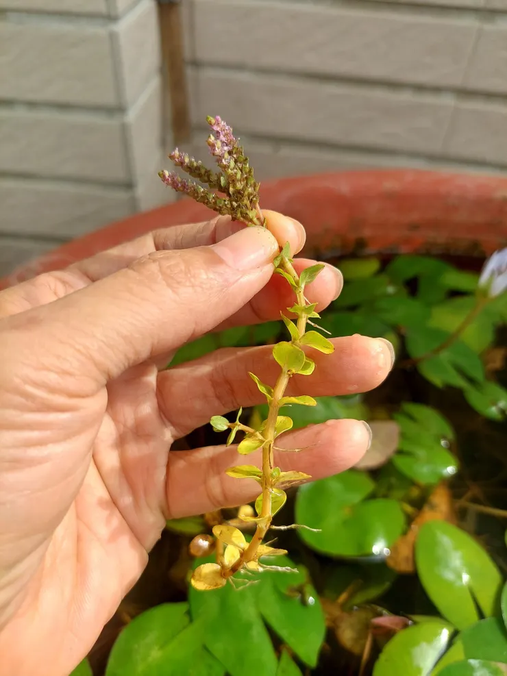 每一節葉片下長出不定根的圓葉節節菜