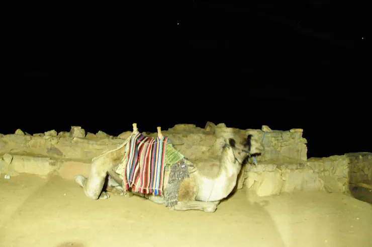 在休息站外頭等待工作的駱駝