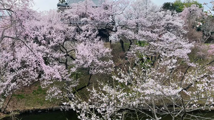 古城在後面，拍照相當完美。